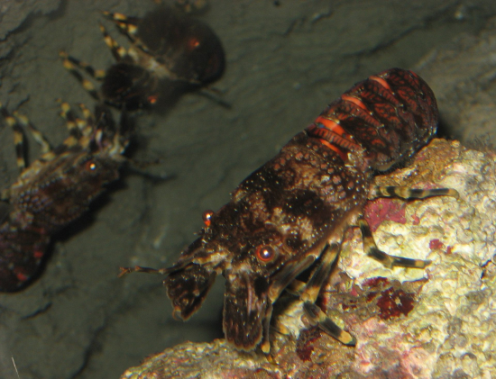  Scyllarus arctus (Cape Town Lobster)